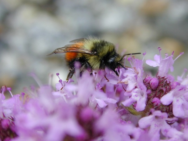 bumble bee on thyme