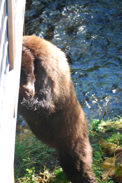 alaska bears
