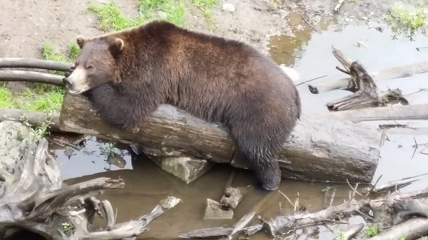 bear on a log