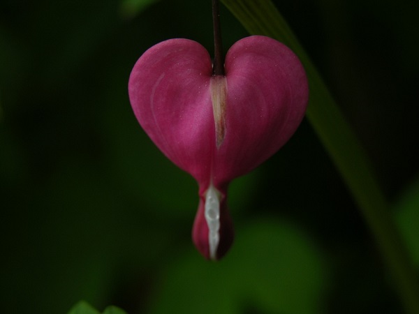 bleeding heart flower