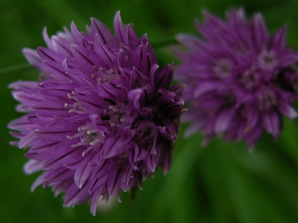 chives bloom
