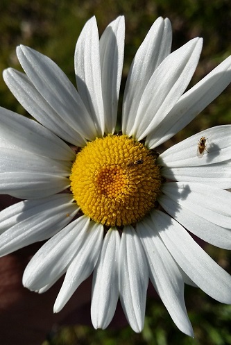 daisy bees