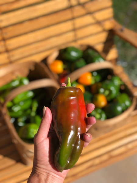 giant marconi big bertha bell peppers