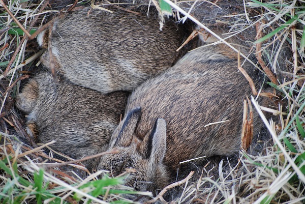 baby bunnies in field nest