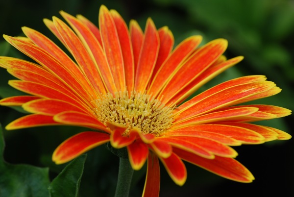 orange flower