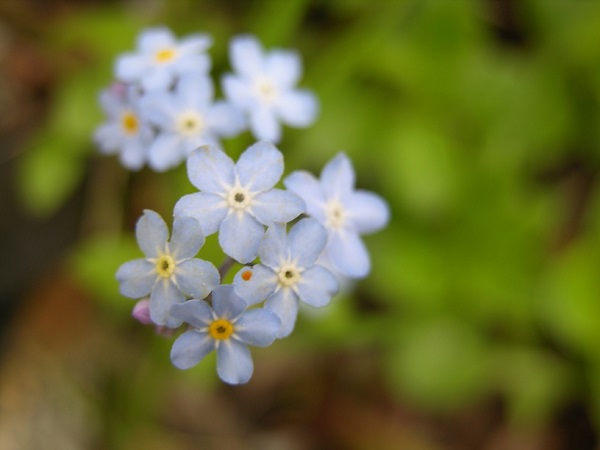 forget me nots flower