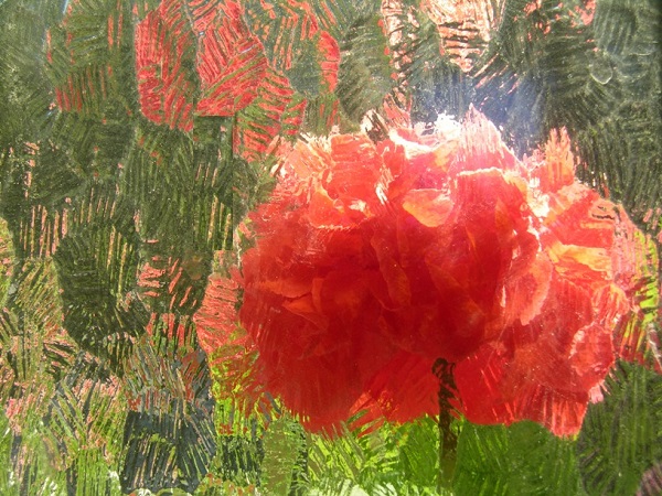 giant red peony poppy flower