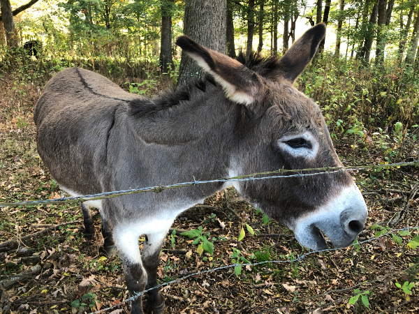 ass donkey farm