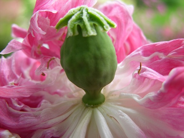 peony pod flower