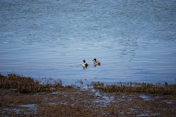 ducks at mendenhall wetlands juneau alaska