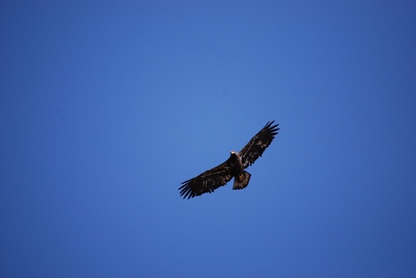 eagle at mendenhall wetlands juneau alaska