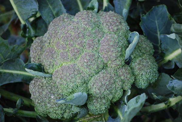 garden broccoli