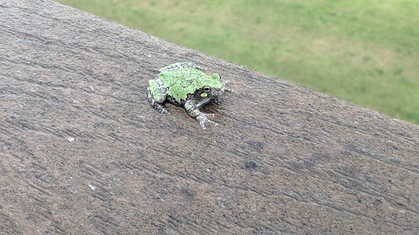 noon frog