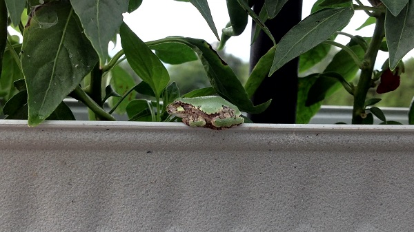 frog on planter