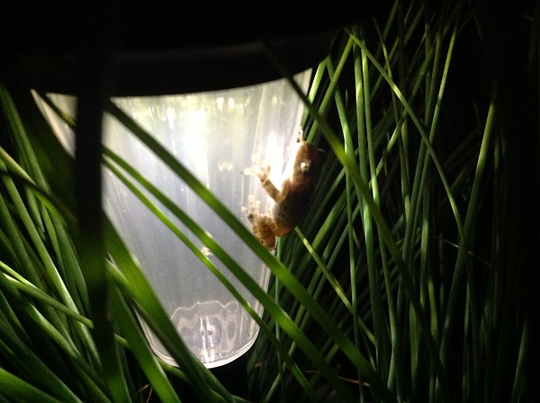 midnight frog