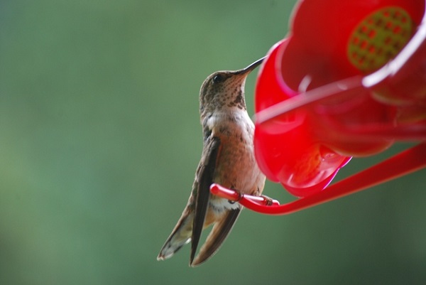 hummingbird in back yard