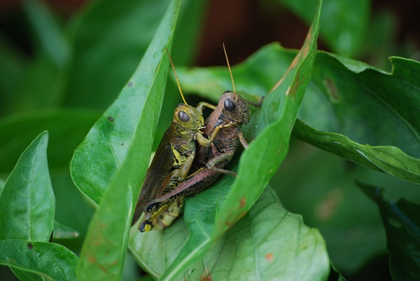 mating grasshoppers