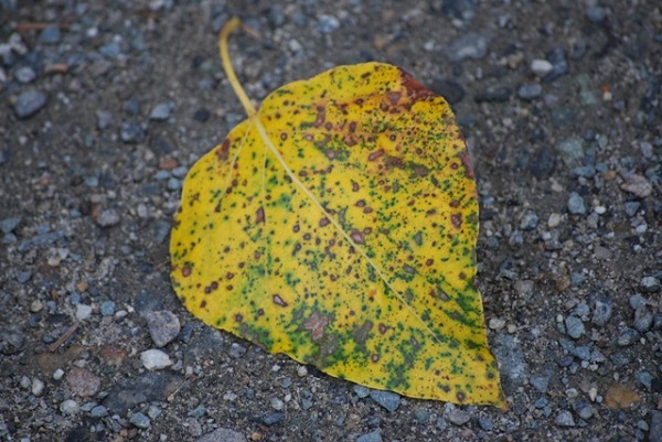 cottonwood tree leaf
