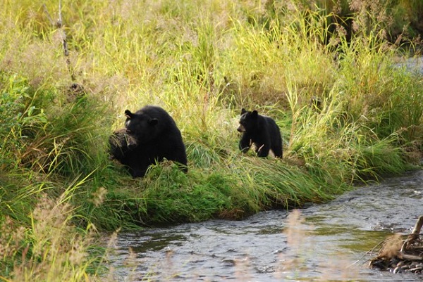 bears in alaska