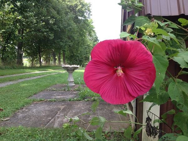 flower on farm