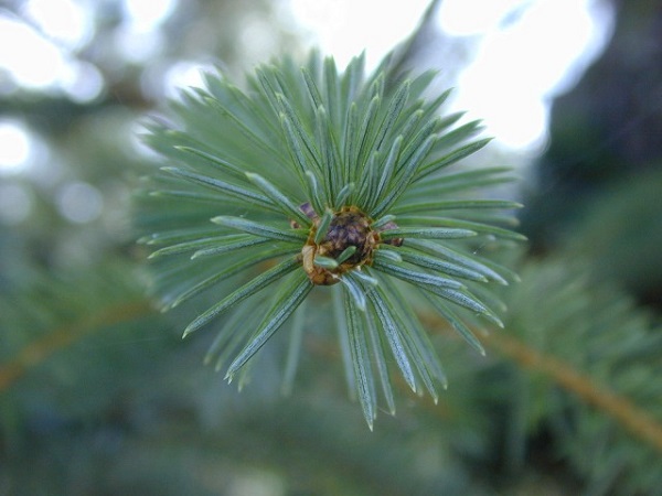 wetland spruce tree