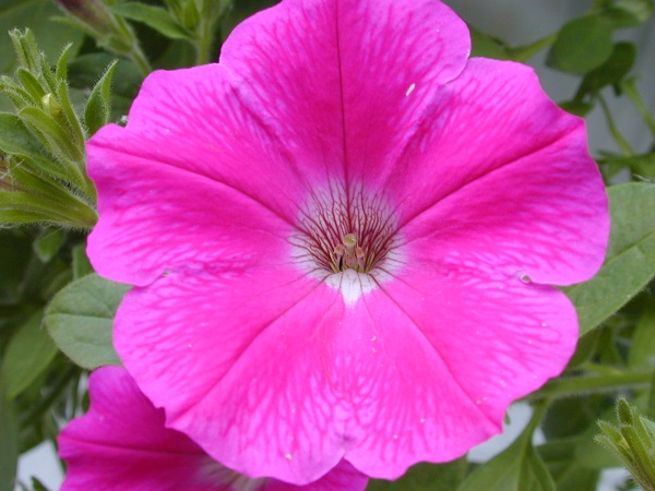 pink petunia