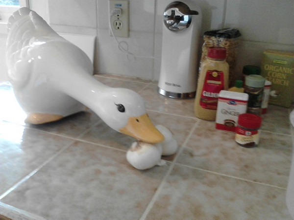 quack the duck