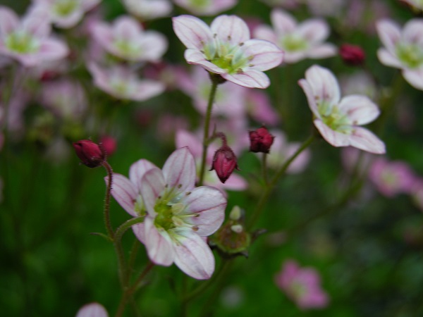 saxifrage flowers