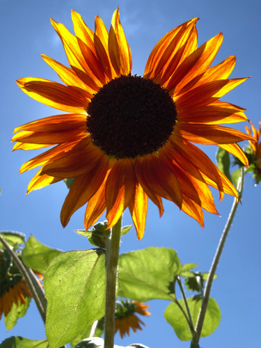 roy sunflower