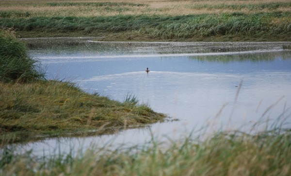Juneau Alaska duck wetlands