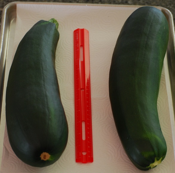 big zucchini