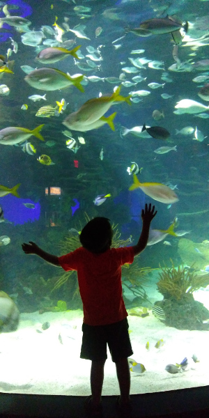ripley's aquarium gatlinburg tennessee
